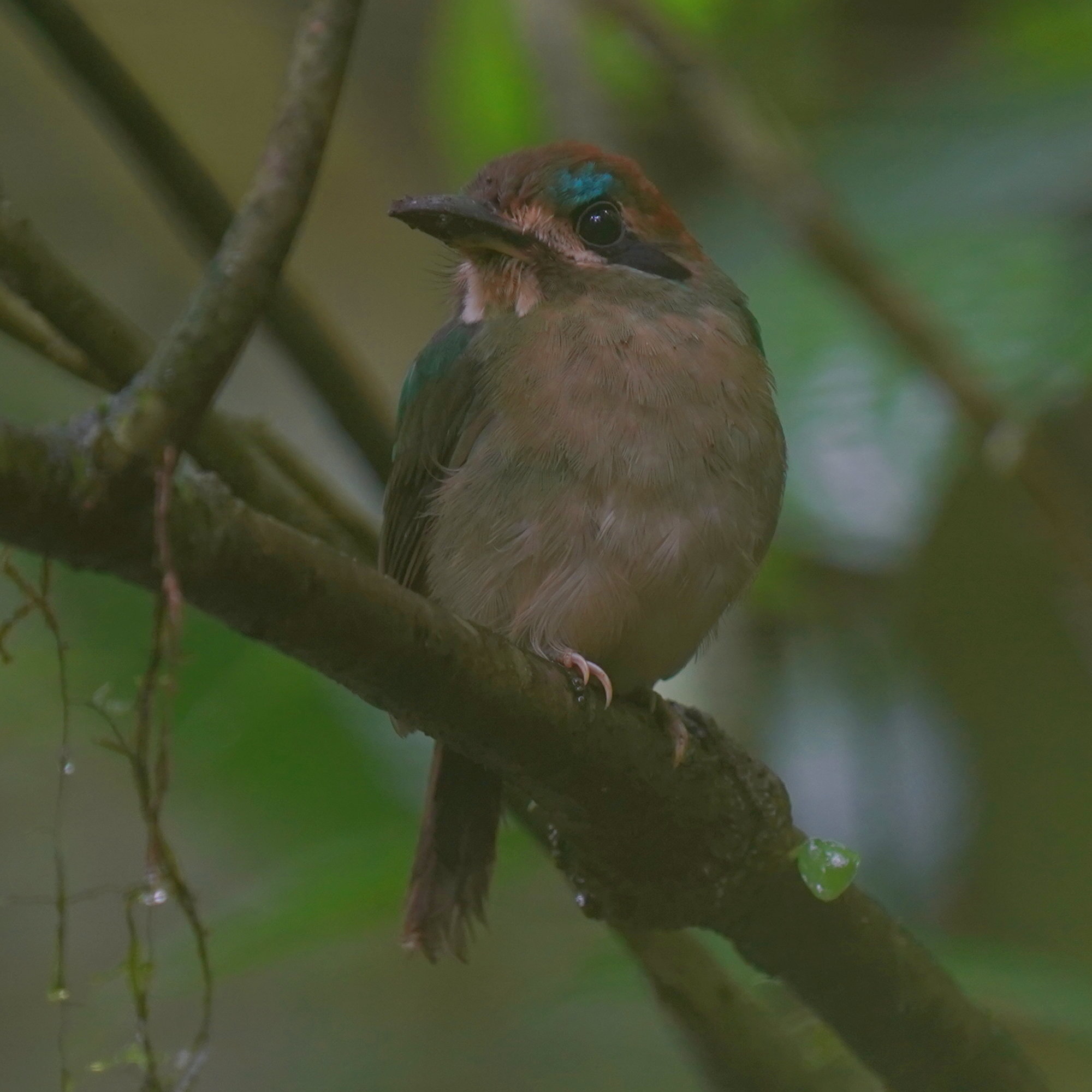 Tody Motmot (Hylomanes momotula), photo 9