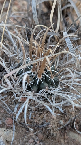 paperspine fishhook cactus (Sclerocactus papyracanthus)