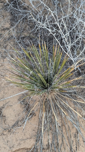 Yucca baileyi
