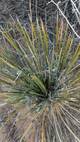 Yucca baileyi