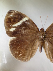 Dynastor macrosiris strix