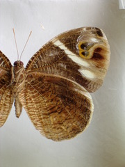 Dynastor macrosiris strix