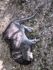 Neotoma
