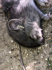 Neotoma