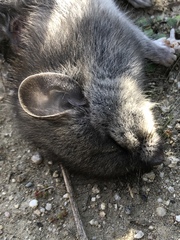 Neotoma