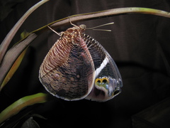 Dynastor macrosiris strix