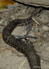 Gloydius himalayanus