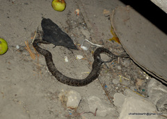 Gloydius himalayanus