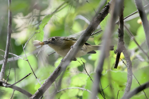 Dwarf Vireo (Vireo nelsoni), photo 9