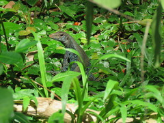 Pholidoscelis fuscatus