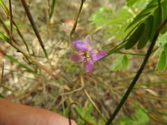 Phemeranthus rugospermus