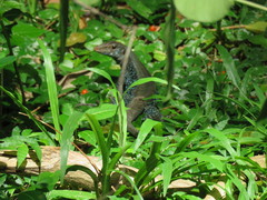 Pholidoscelis fuscatus