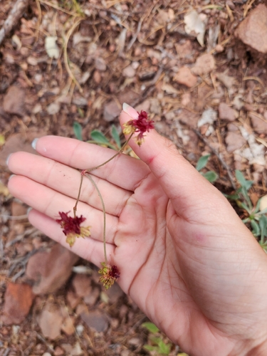 Eriogonum hemipterum, photograph 1