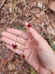 Eriogonum hemipterum