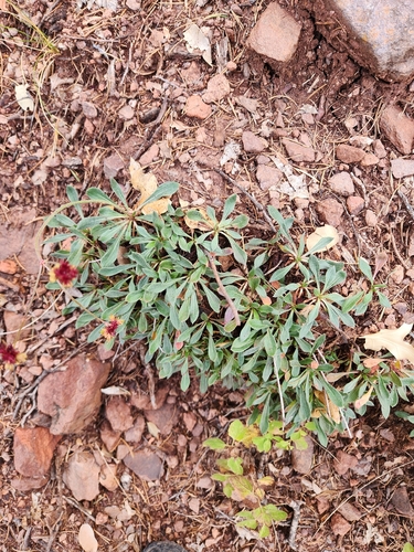 Eriogonum hemipterum, photograph 2