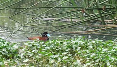 Oxyura ferruginea