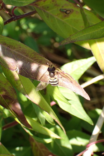 Unknown species found near West Arlington, Arlington, TX, USA
