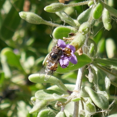Copestylum fornax