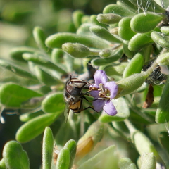 Copestylum fornax