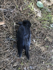 Corvus brachyrhynchos