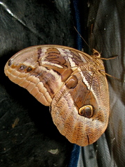 Eryphanis aesacus