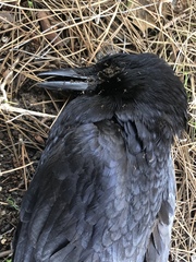 Corvus brachyrhynchos