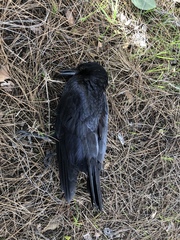 Corvus brachyrhynchos