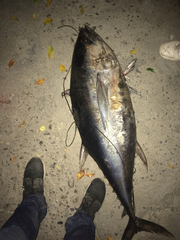 Thunnus