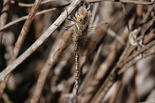 iNaturalist observation photo of Blue-eyed Darner