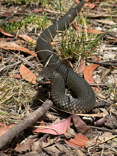 Highlands Copperhead sighting