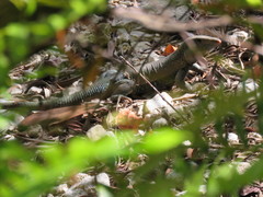 Pholidoscelis fuscatus
