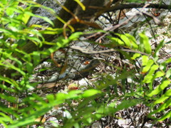 Pholidoscelis fuscatus