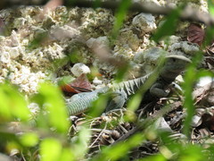 Pholidoscelis fuscatus