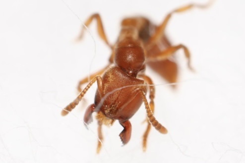 Wadeura holmgrenitaWadeura holmgrenita