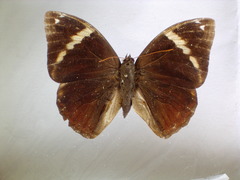 Opsiphanes tamarindi
