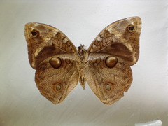 Opsiphanes tamarindi