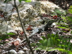 Pholidoscelis fuscatus