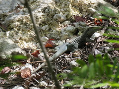 Pholidoscelis fuscatus