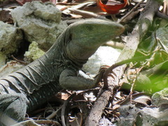 Pholidoscelis fuscatus