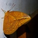 Mariposa Búho Naranja - Photo (c) Jan Meerman, algunos derechos reservados (CC BY-NC), subido por Jan Meerman