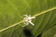 Mastophora leucacantha