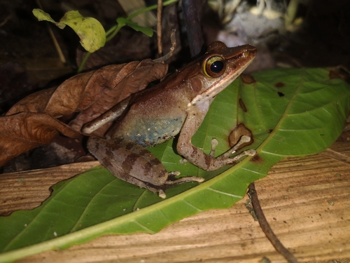 Chalcorana mocquardi