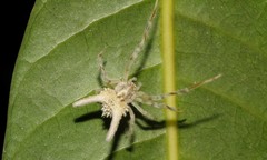 Mastophora leucacantha