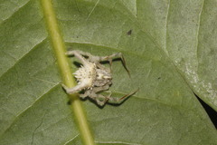 Mastophora leucacantha
