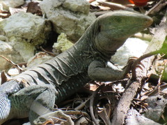 Pholidoscelis fuscatus