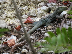 Pholidoscelis fuscatus