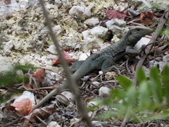 Pholidoscelis fuscatus