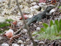 Pholidoscelis fuscatus