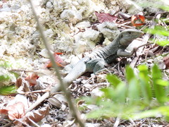 Pholidoscelis fuscatus