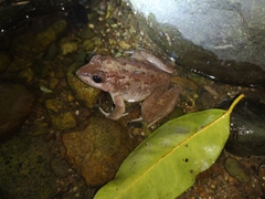 Limnonectes modestus